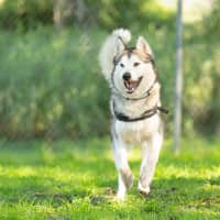 Photo of Atlas