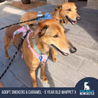 Photo of Snickers & Caramel
