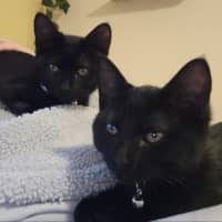 Photo of Milly & Tilly