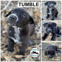 Photo of Tumble 