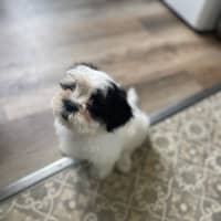 Photo of Cookie