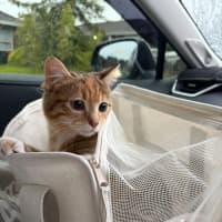 Photo of Honey