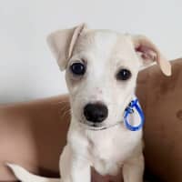 Photo of Ravi   16 Week Old Jack Russell Terrier