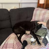 Photo of Sakura, The Greyound