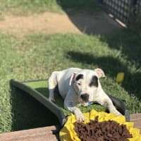Photo of Chip