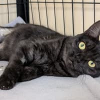 Photo of Miss Kitty
