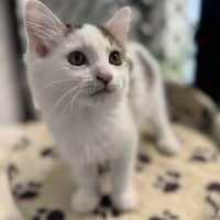 Photo of Tinkerbelle