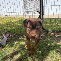 Photo of Bruiser