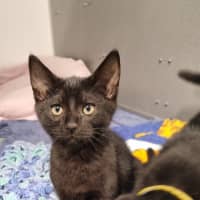 Photo of Cinder 
