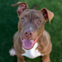 Photo of Henry Imp 02