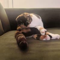 Photo of 🥂Mimosa & Bellini🥂