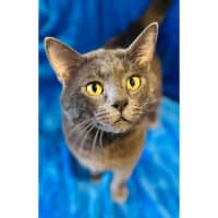 Photo of 12767   Purrrcy