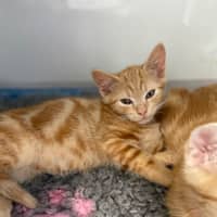 Photo of Cheeto
