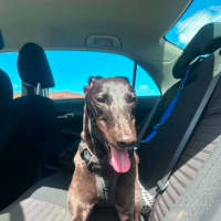 Photo of Digger, The Greyhound