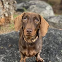 Photo of Penny