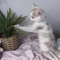 Photo of Peaches 🪷