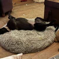 Photo of Sonya, The Cat Friendly Greyhound
