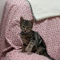 Photo of Squeak (9229)