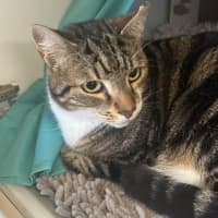 Photo of Maximus