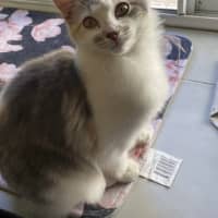 Photo of Willow