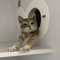 Photo of Puff