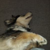 Photo of Opie