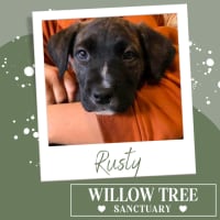 Photo of Rusty