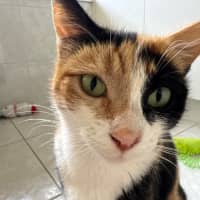 Photo of Mittens