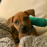 Photo of Beanie Weanie 