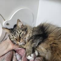 Photo of Clover