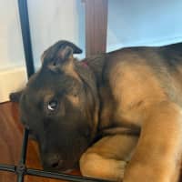 Photo of Lief   12 Week Old German Shepherd X