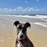 Photo of Maisy *$350 Adoption Fee*