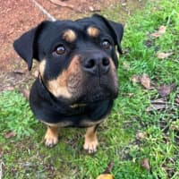 Photo of Marshmallow