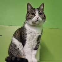 Photo of Nala