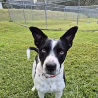 Photo of Dozer