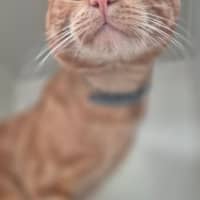 Photo of Sir Tigga (9029)