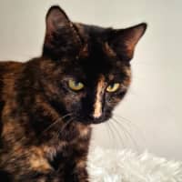 Photo of Poppy 