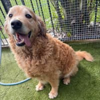 Photo of Nala