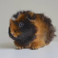 Photo of Miss Bumbles