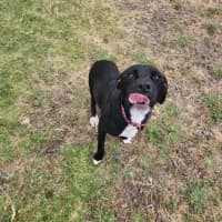 Photo of Stella (64590)