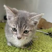 Photo of Lilly