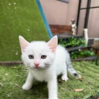 Photo of Cotton 🤍