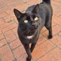 Photo of Sweet Dee   Located In Melton