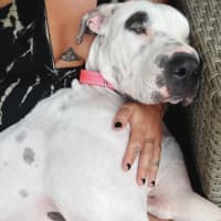 Photo of Lilli