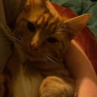 Photo of Simba