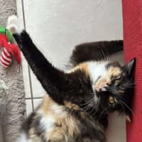 Photo of Willow And Jasper