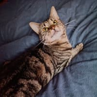 Photo of Pepper