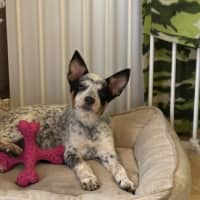 Photo of Willow   15 Week Old Cattle Dog X