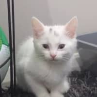 Photo of Lamington