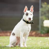 Photo of Jetta